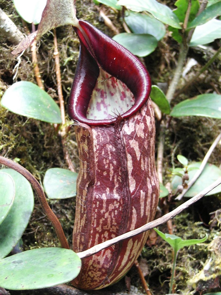 292   Dzbanecznik, Cameron Highlands, Malezja